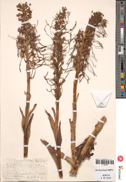 spécimen de Loroglossum hircinum