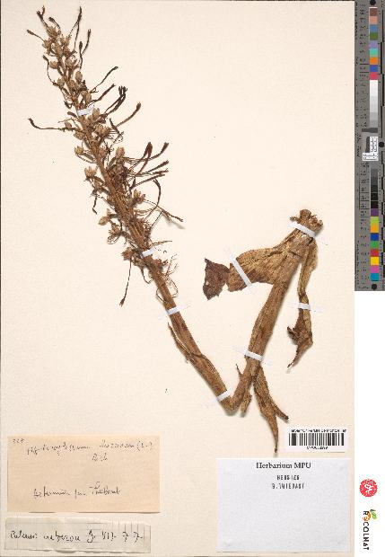 spécimen de Loroglossum hircinum