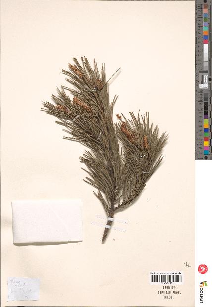 spécimen de Pinus sylvestris