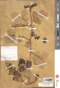 spécimen de Rubus robustus