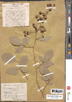 spécimen de Rubus striatus