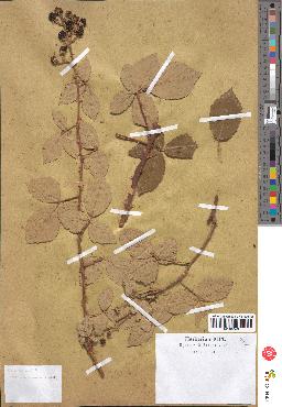 spécimen de Rubus discolor