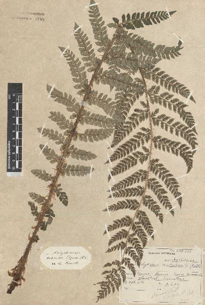 spécimen de Polystichum braunii