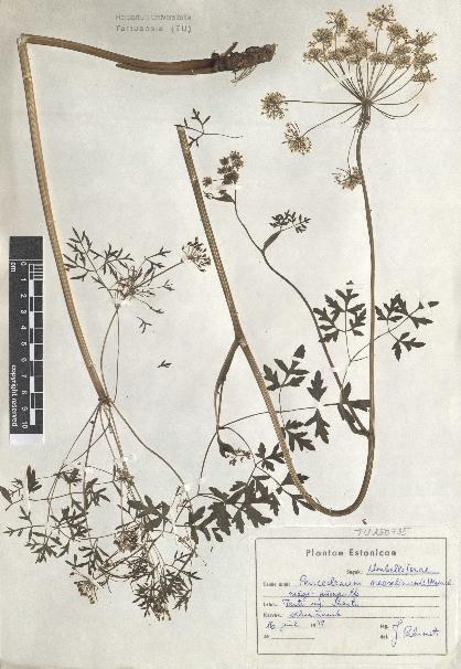 spécimen de Peucedanum oreoselinum