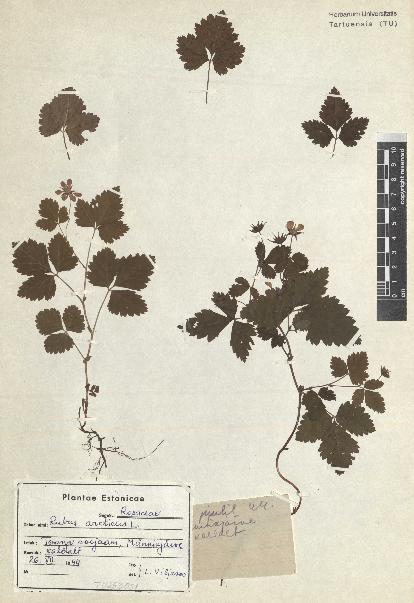 spécimen de Rubus arcticus