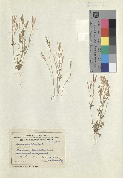 spécimen de Cardamine hirsuta