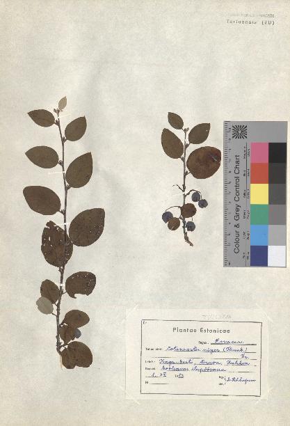 spécimen de Cotoneaster niger