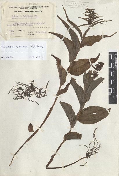 spécimen de Epipactis helleborine