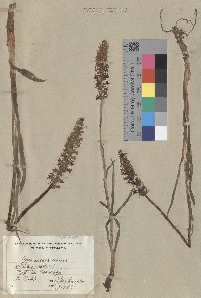 spécimen de Gymnadenia conopsea