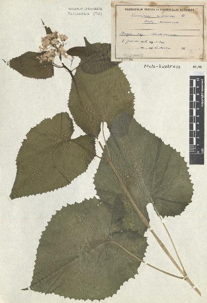 spécimen de Lunaria rediviva