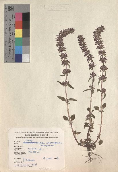 spécimen de Dracocephalum thymiflorum