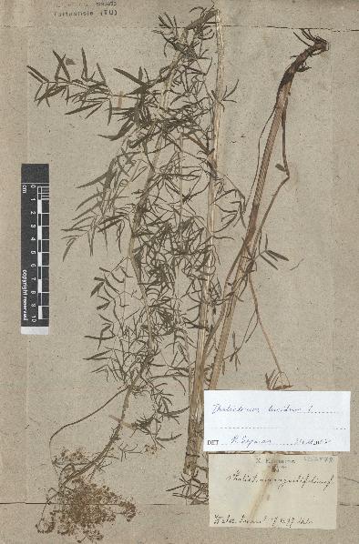 spécimen de Thalictrum lucidum