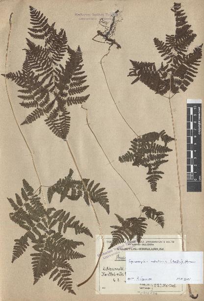 spécimen de Gymnocarpium robertianum