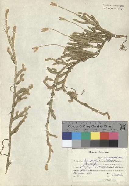 spécimen de Lycopodium clavatum