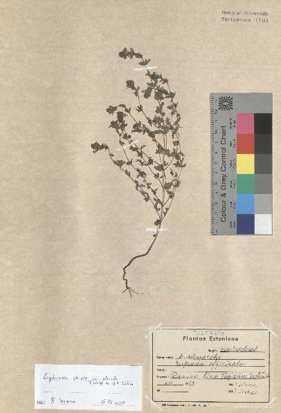 spécimen de Euphrasia stricta