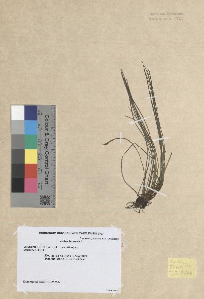 spécimen de Isoetes lacustris