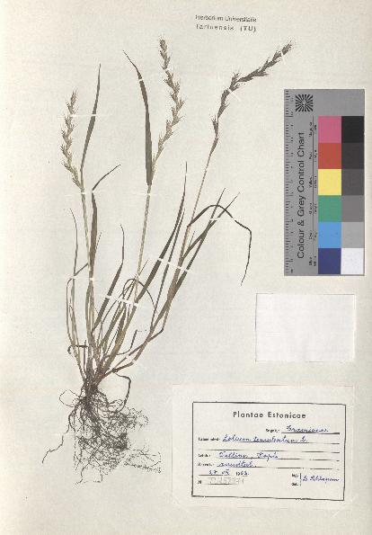 spécimen de Lolium temulentum
