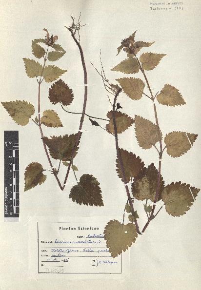 spécimen de Lamium maculatum