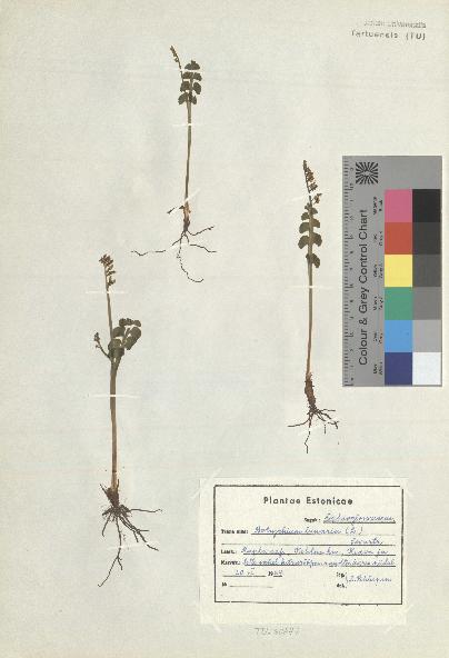 spécimen de Botrychium lunaria