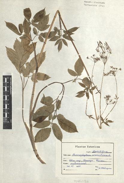 spécimen de Chaerophyllum aromaticum