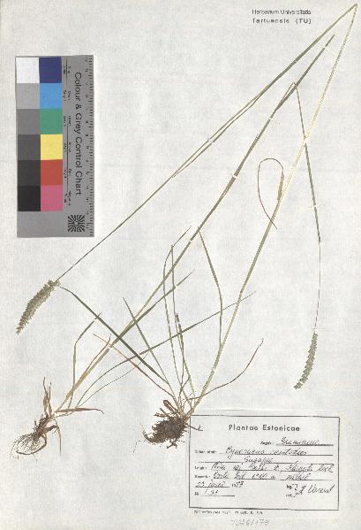 spécimen de Cynosurus cristatus