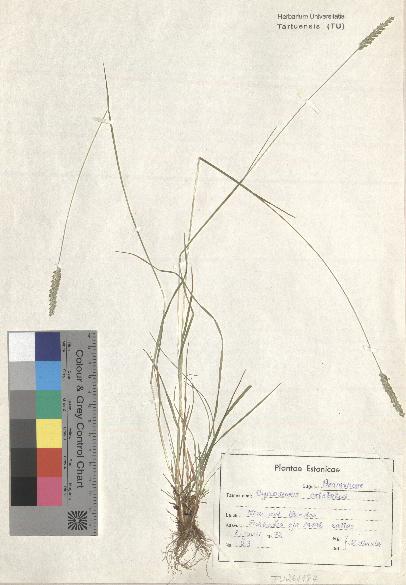 spécimen de Cynosurus cristatus