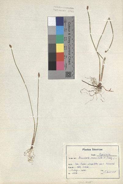 spécimen de Eleocharis mamillata