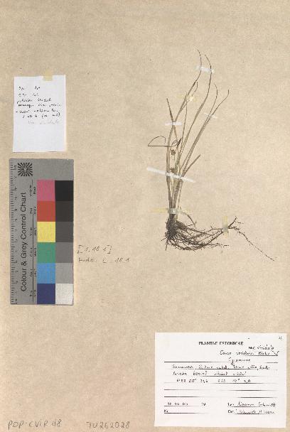 spécimen de Carex viridula