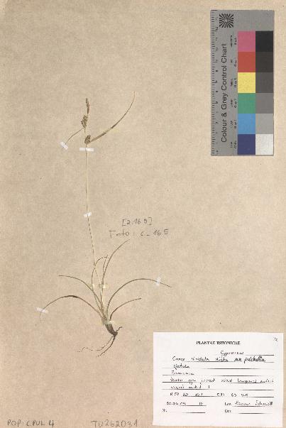 spécimen de Carex viridula