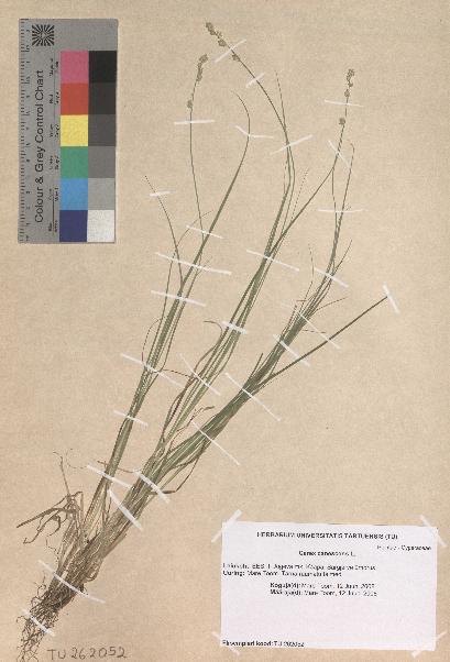 spécimen de Carex canescens