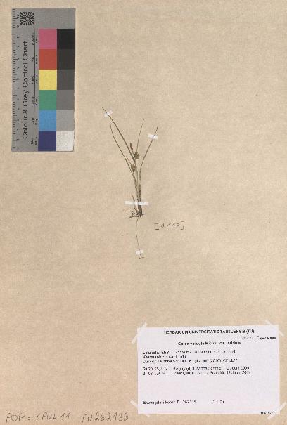 spécimen de Carex viridula