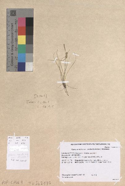 spécimen de Carex viridula