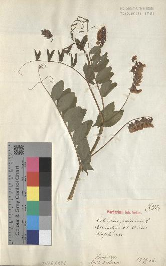 spécimen de Lathyrus pisiformis