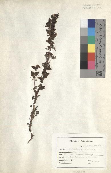 spécimen de Pedicularis palustris