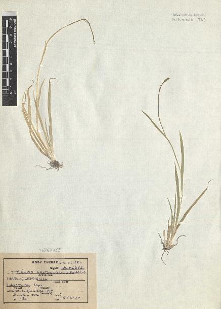 spécimen de Tofieldia calyculata