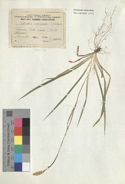 spécimen de Tofieldia calyculata