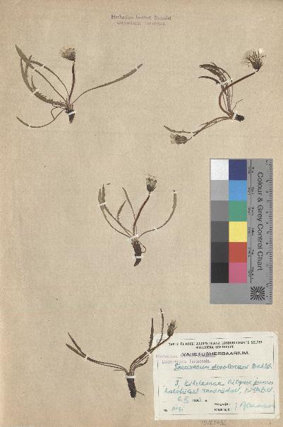 spécimen de Taraxacum decolorans