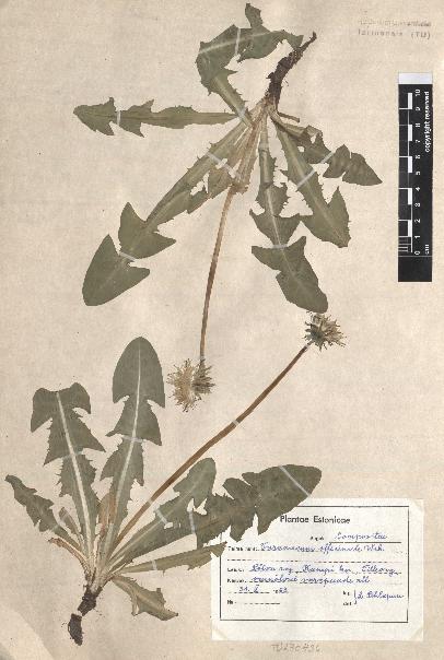 spécimen de Taraxacum officinale