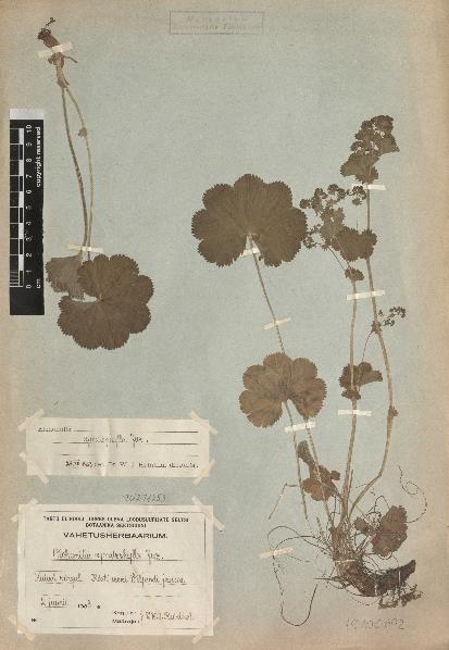 spécimen de Alchemilla cymatophylla