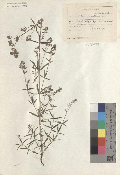 spécimen de Galium boreale