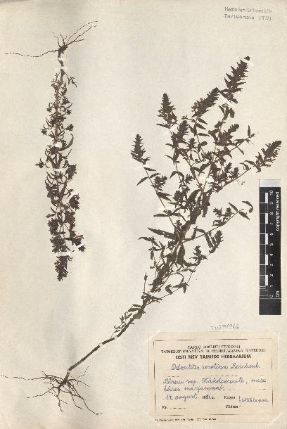 spécimen de Odontites serotina