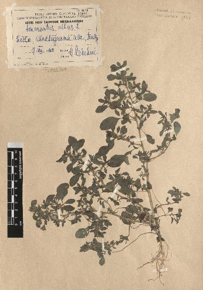 spécimen de Amaranthus albus