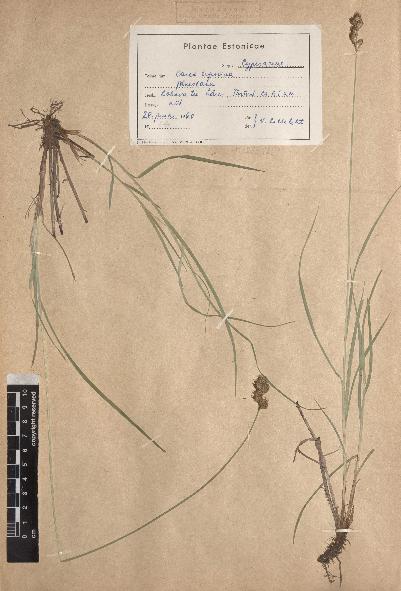 spécimen de Carex leporina