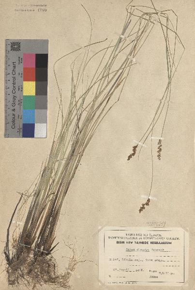 spécimen de Carex diandra