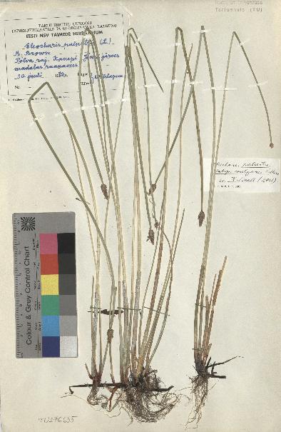 spécimen de Eleocharis palustris