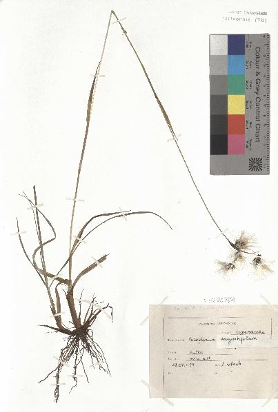 spécimen de Eriophorum angustifolium