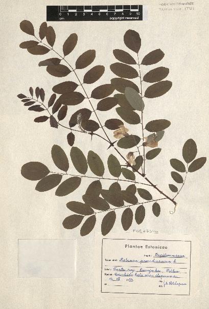 spécimen de Robinia pseudoacacia