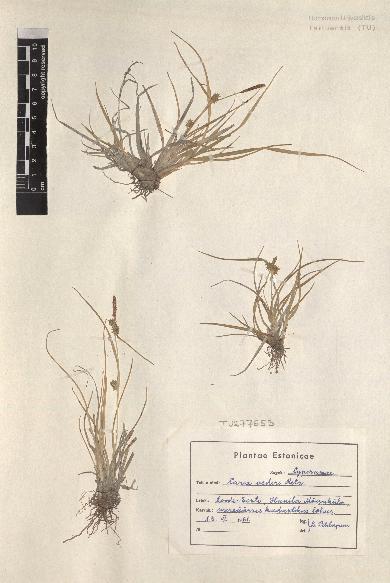 spécimen de Carex oederi