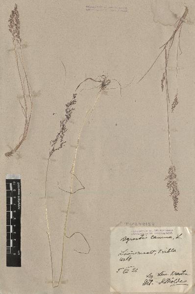 spécimen de Agrostis canina