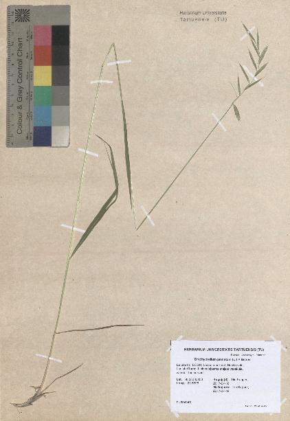 spécimen de Brachypodium pinnatum